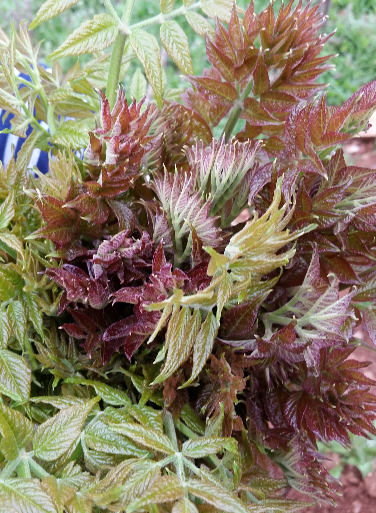 Korea Trip - Angelica-tree Sprouts