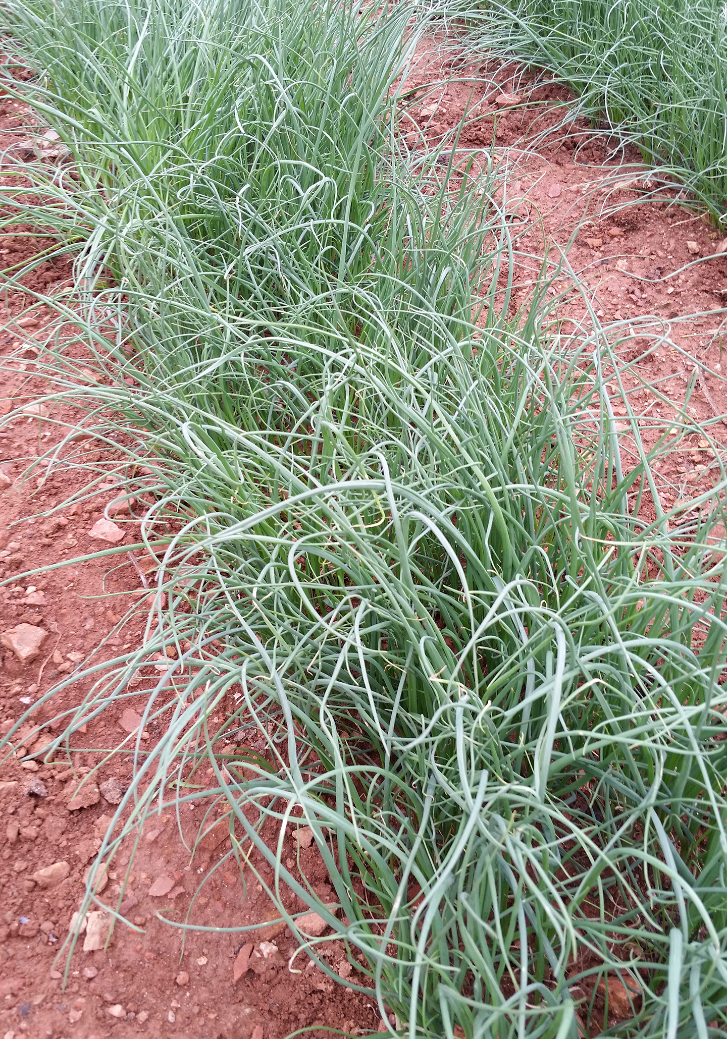 Korea Trip - Farm Chives