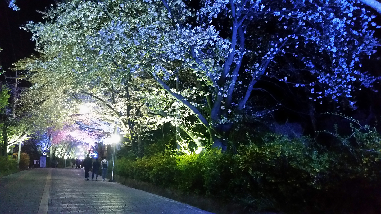 Korea Trip - Cherry Blossom Viewing at Night