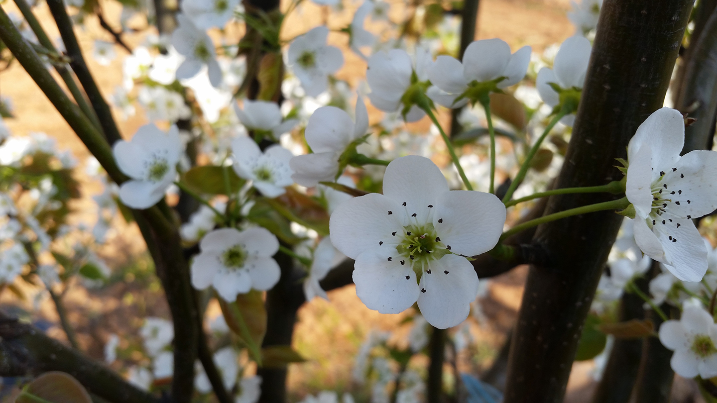 Korea Trip - Pear Tree