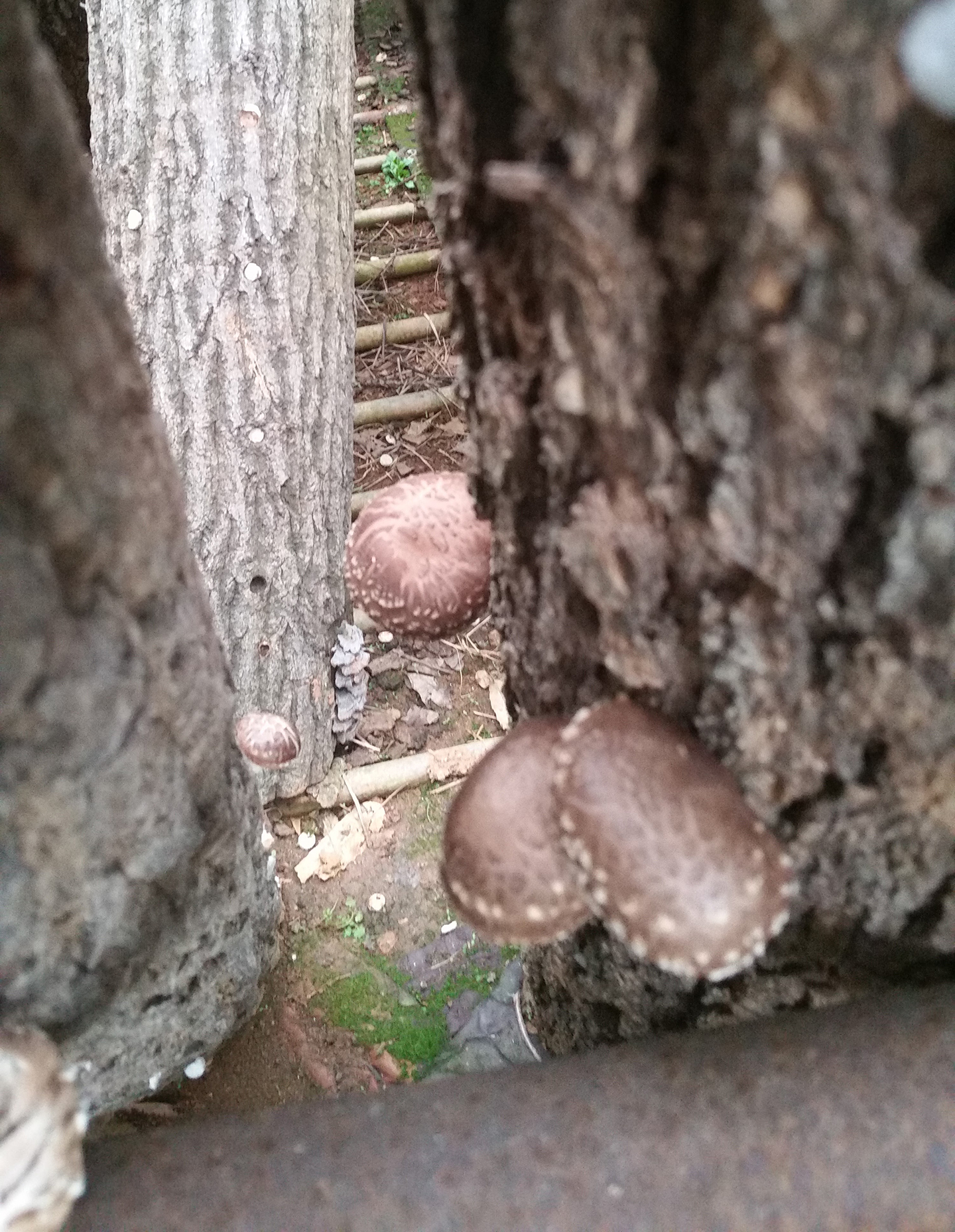 Korea Trip - Farm Shiitake