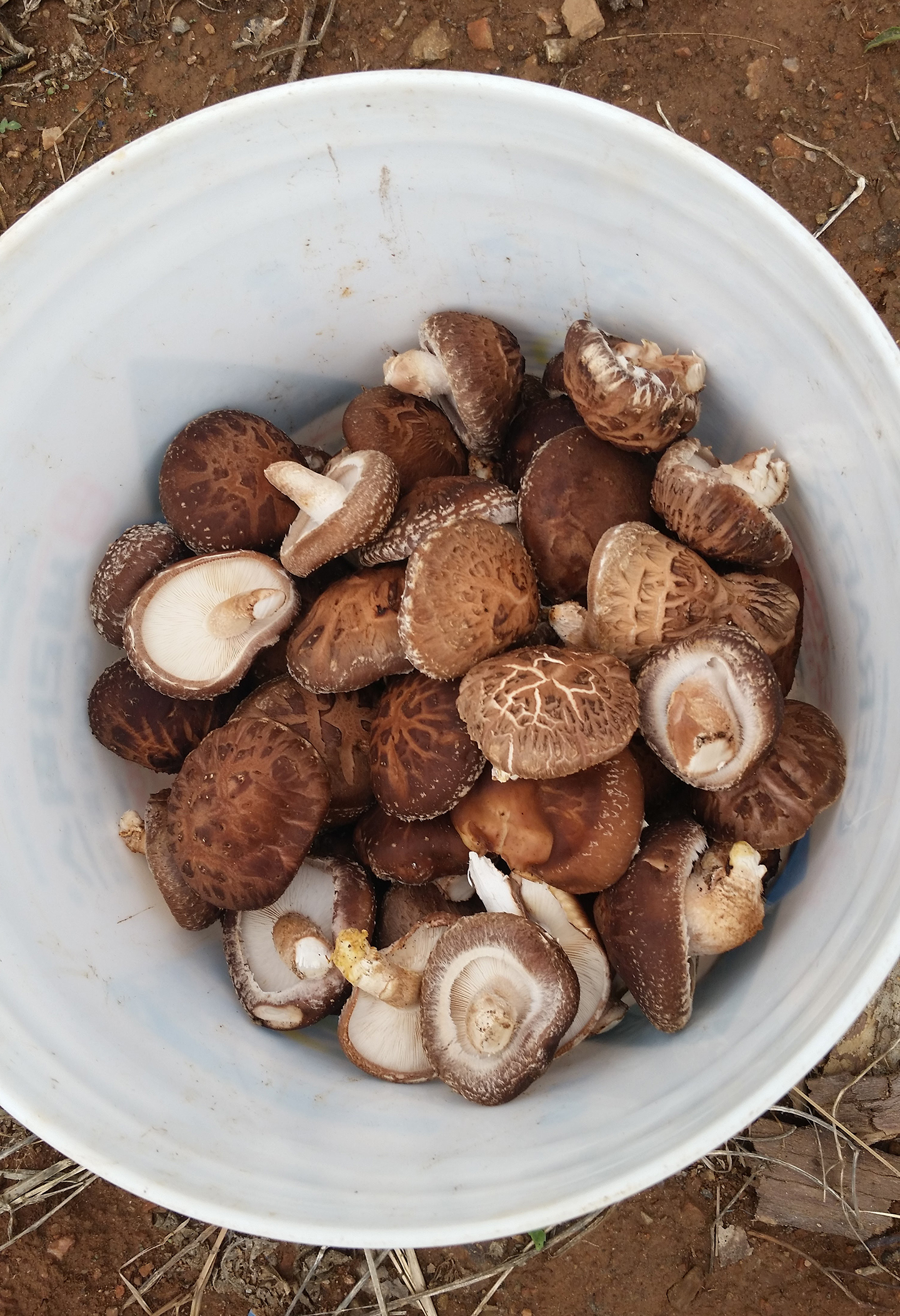 Korea Trip - Picked Shiitake