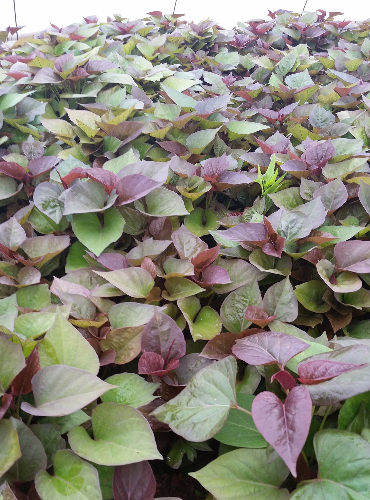 Korea Trip - Sweet Potato Plants