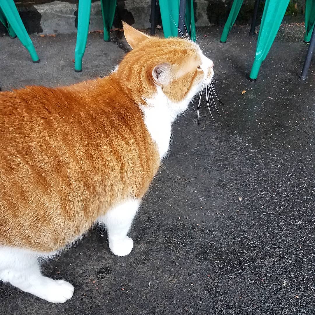 Thanksgiving Trip to Portland - Piedmont Station Food Carts Resident Cat Koda