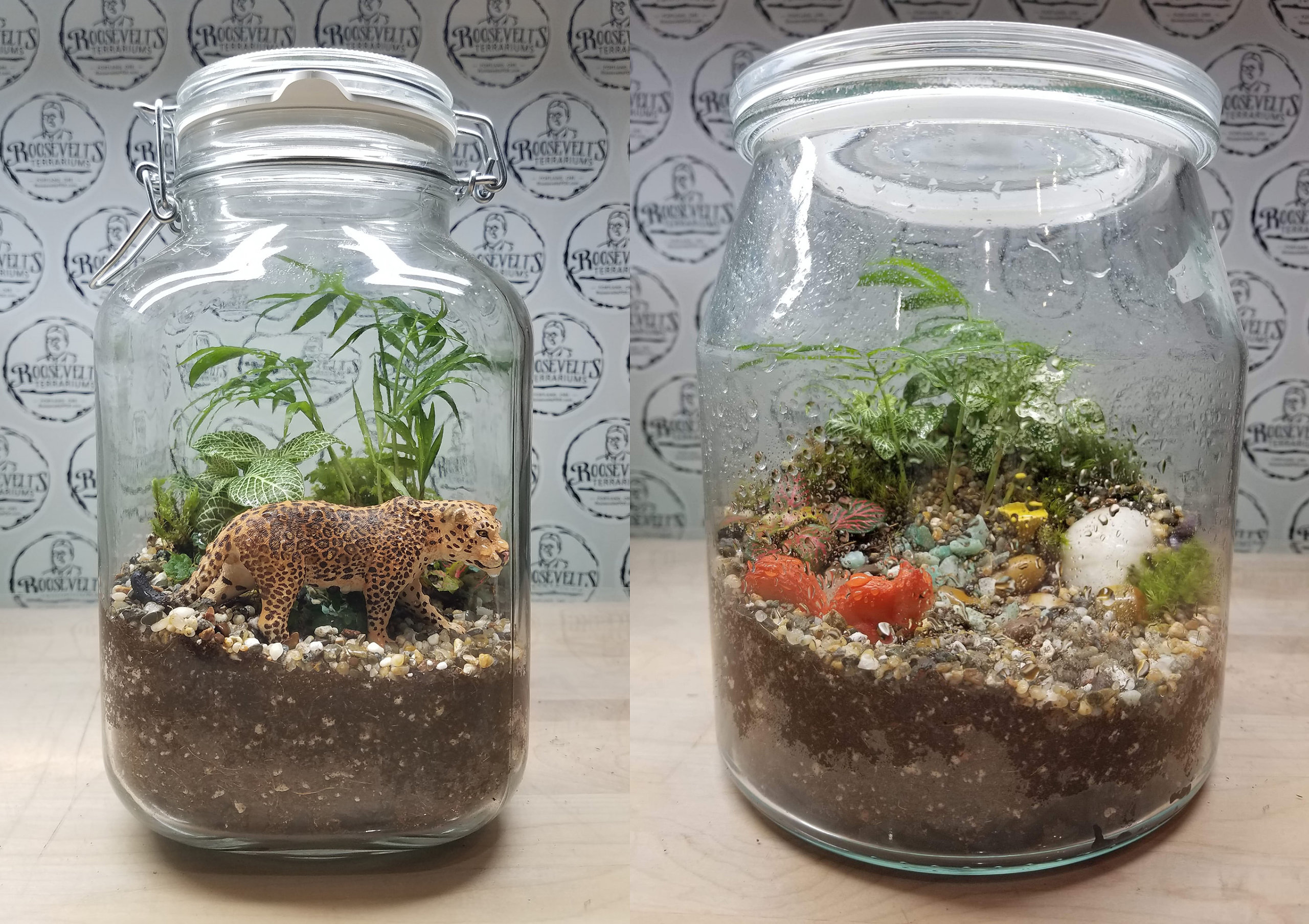 Roosevelt's Terrariums - Finished